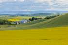 USA, Washington State, Palouse. Canola field surrounding farm and silos Art Print